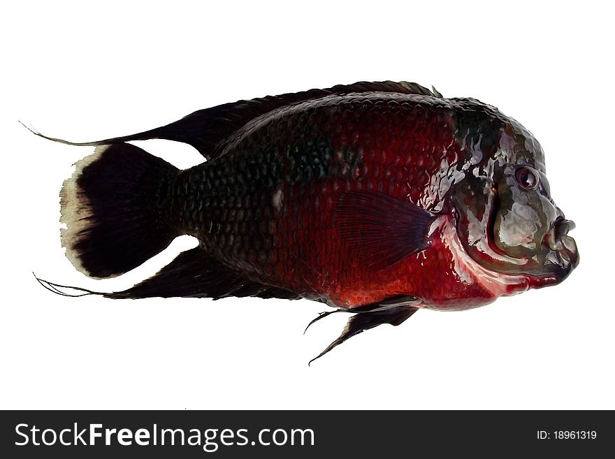 Red black  fish on white background