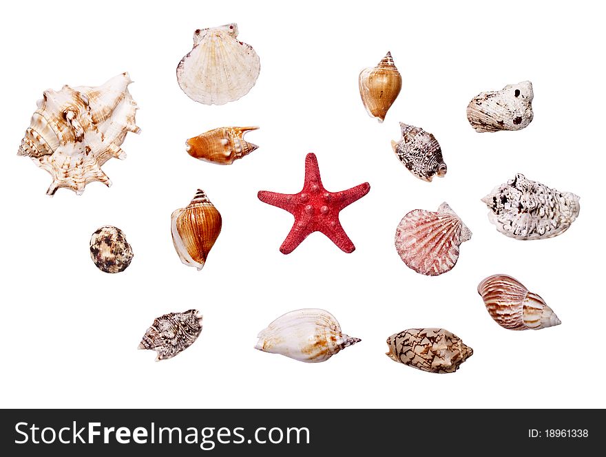 Collection of cockleshell on the white background
