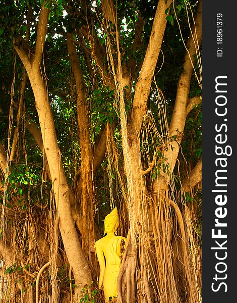 Buddha statue under banyan with air root surrounding. Buddha statue under banyan with air root surrounding