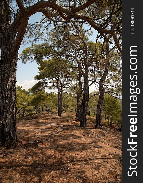 Pine forest on the mountain, Turkey