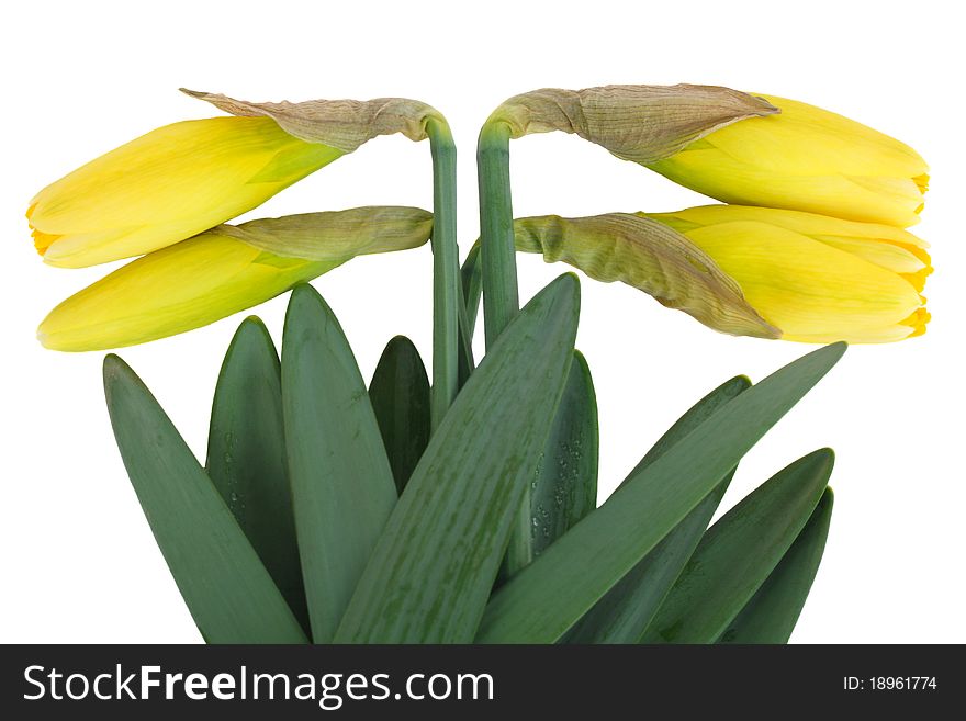 Two pairs of yellow narcissus buds situated in a opposite directions isolated on white