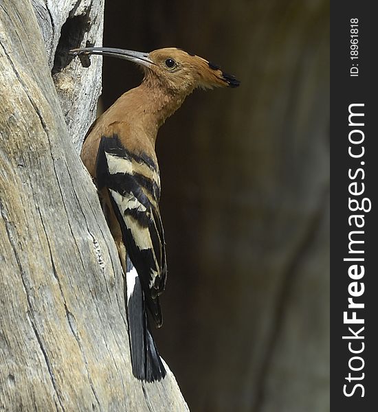 African hoopoe bringing food to the nest