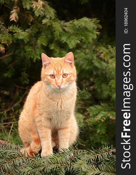 Beautiful hairy blond cat sitting in a pine tree