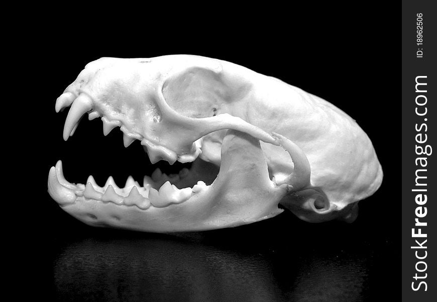 Photo of skull of a weasel on a black background. Photo of skull of a weasel on a black background