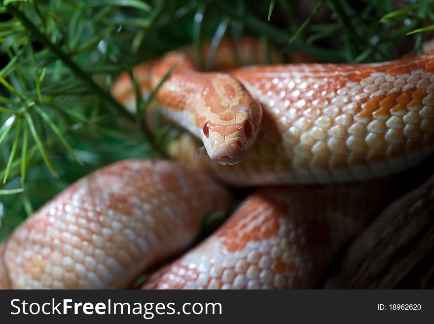 Pantherophis guttatus red, Cornnatter, not adult