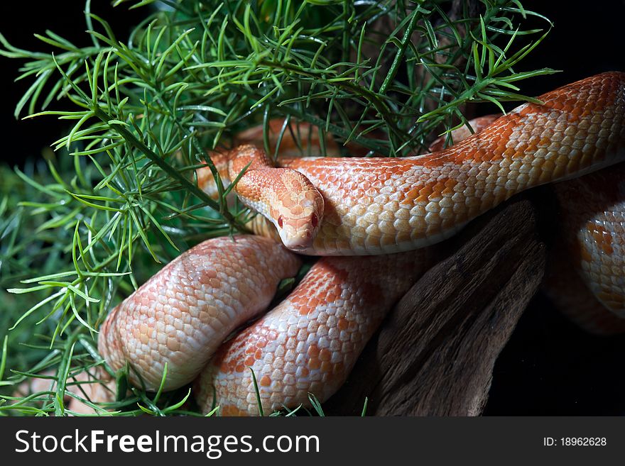 Pantherophis guttatus red, Cornnatter, not adult