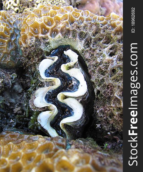Photo of a clam in a large peice of braincoral at low tide in the tidal pools at Amanwana resort, Indonesia. Photo of a clam in a large peice of braincoral at low tide in the tidal pools at Amanwana resort, Indonesia.