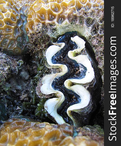 Photo of a in a large peice of braincoral at low tide in the tidal pools at Amanwana resort, Indonesia. Photo of a in a large peice of braincoral at low tide in the tidal pools at Amanwana resort, Indonesia.