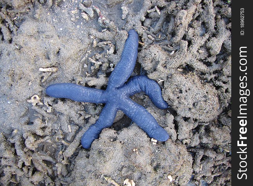 Photo of a blue starfish in the tidal pools at the Amanwana resort in Indonesia, Asia.