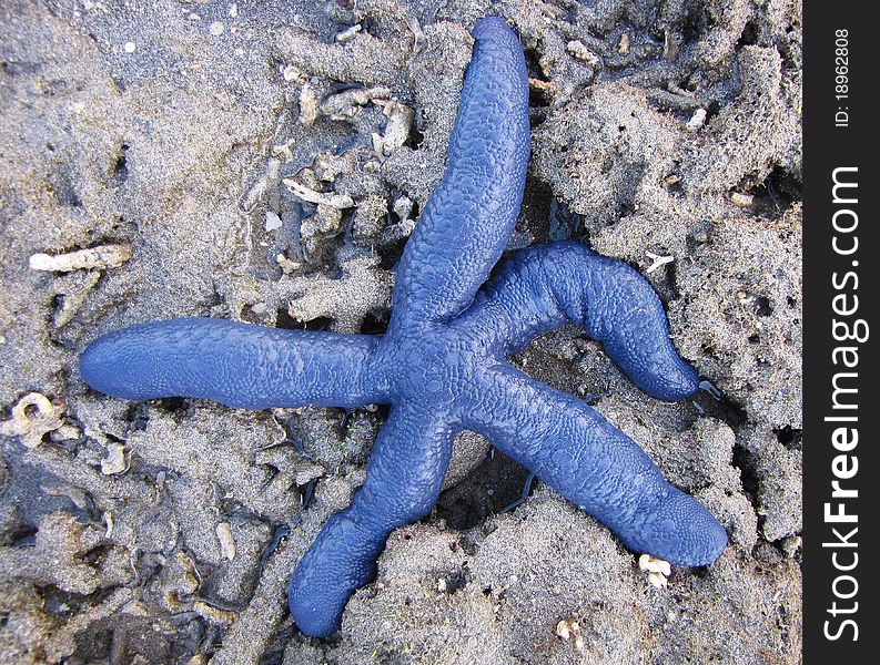 Photo of a blue starfish in the tidal pools at the Amanwana resort in Indonesia, Asia. Photo of a blue starfish in the tidal pools at the Amanwana resort in Indonesia, Asia.