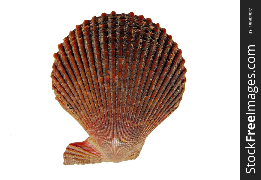 Photo of a brown shell on white background. Photo of a brown shell on white background