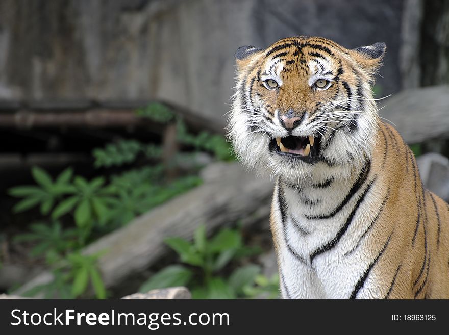 Bengal tiger is native to much of eastern and southern Asia, and is an apex predator and an obligate carnivore. The larger tiger subspecies are comparable in size to the biggest extinct felids, reaching up to 3.3 metres in total length, weighing up to 300 kilograms, and having canines up to 4 inches long. Their most recognisable feature is a pattern of dark vertical stripes that overlays near-white to reddish-orange fur, with lighter underparts.