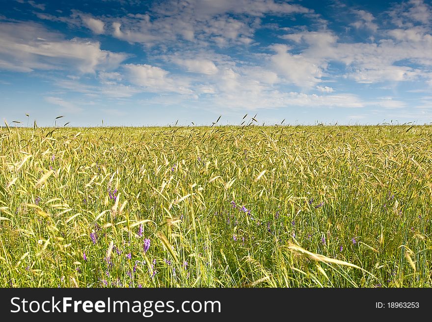 Green grass field under a blue bright sky. Green grass field under a blue bright sky