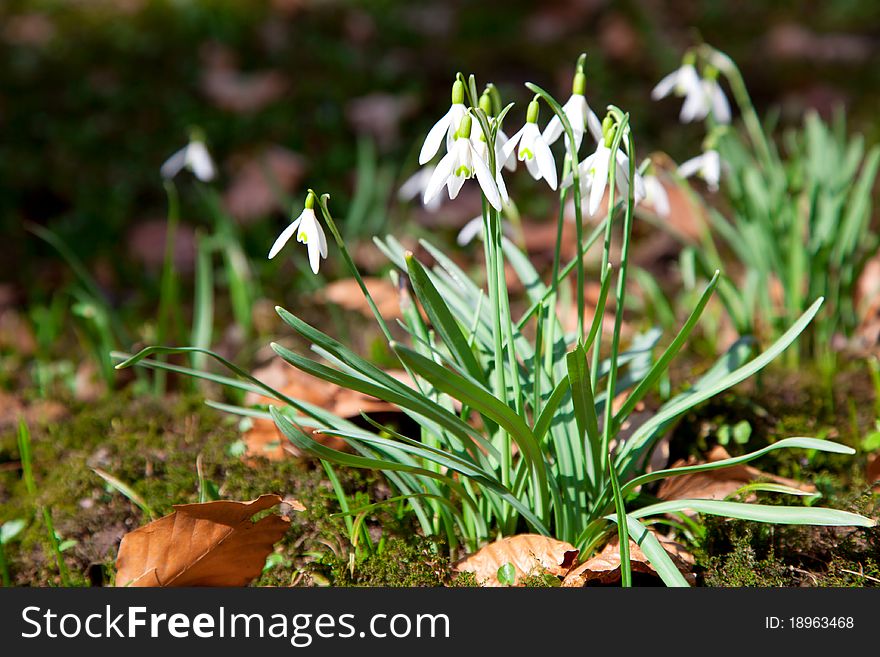 Close up of wild Snowdrops, in spring