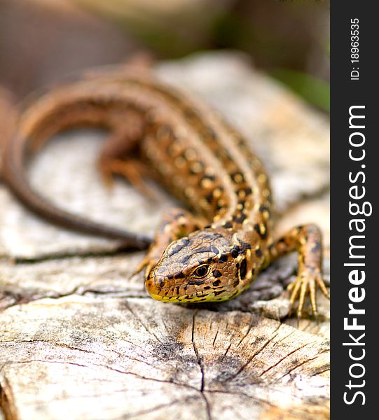 Close up of Sand Lizard (Lacerta agilis)