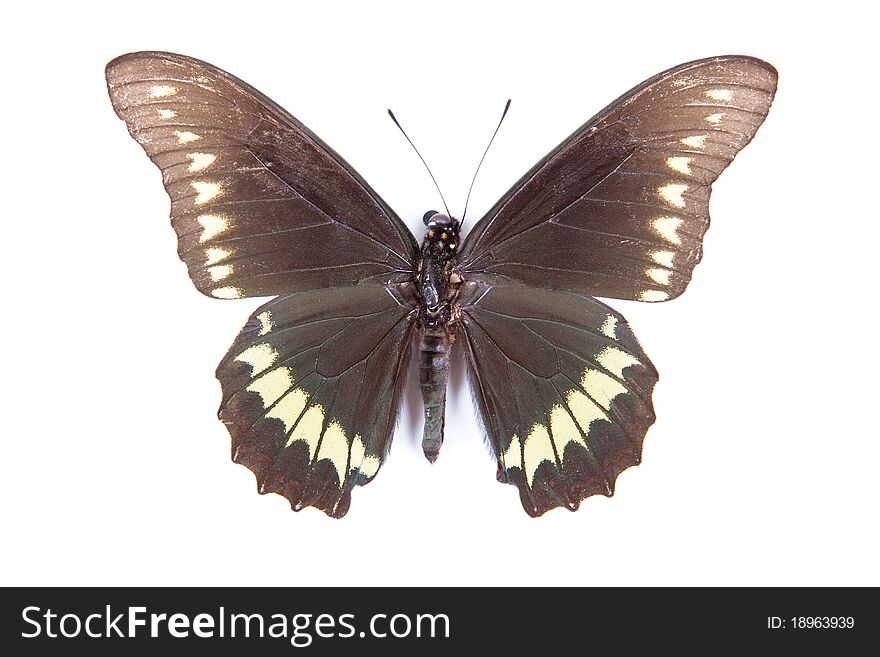 Black green and yellow butterfly Battus polydamas isolated on white background