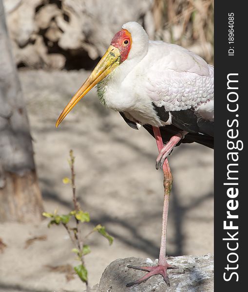 Painted Stork standing on one leg