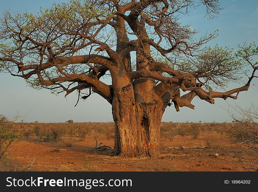 A baobab, the bark having been eaten by elephants. A baobab, the bark having been eaten by elephants