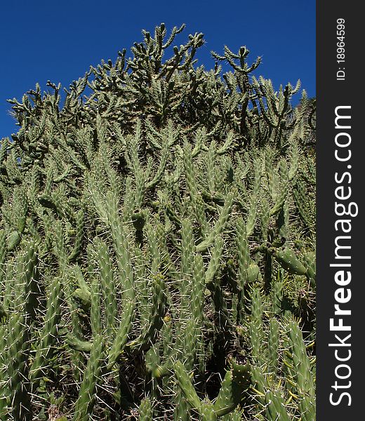 Closeup of cactus wanton overgrov whit blooming thistles. Closeup of cactus wanton overgrov whit blooming thistles