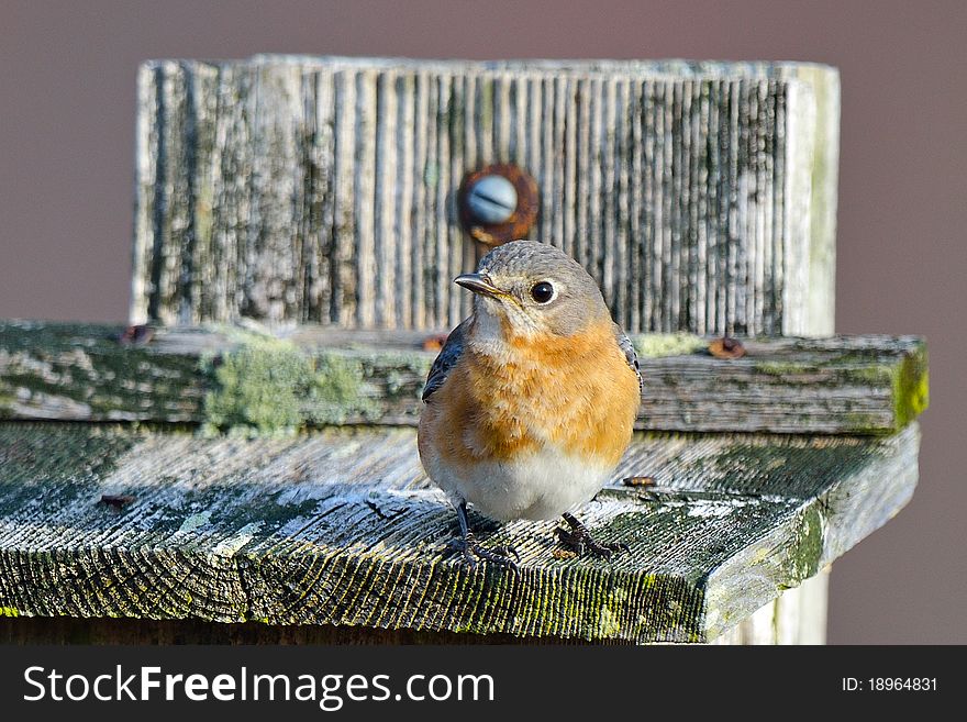 Eastern Bluebird