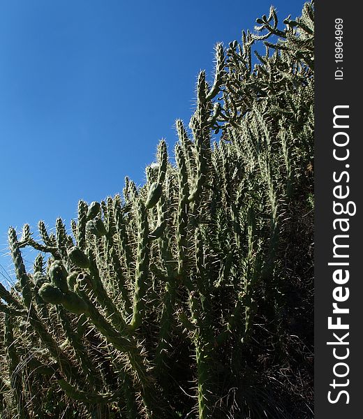 Closeup of cactus wanton overgrov whit blooming thistles. Closeup of cactus wanton overgrov whit blooming thistles