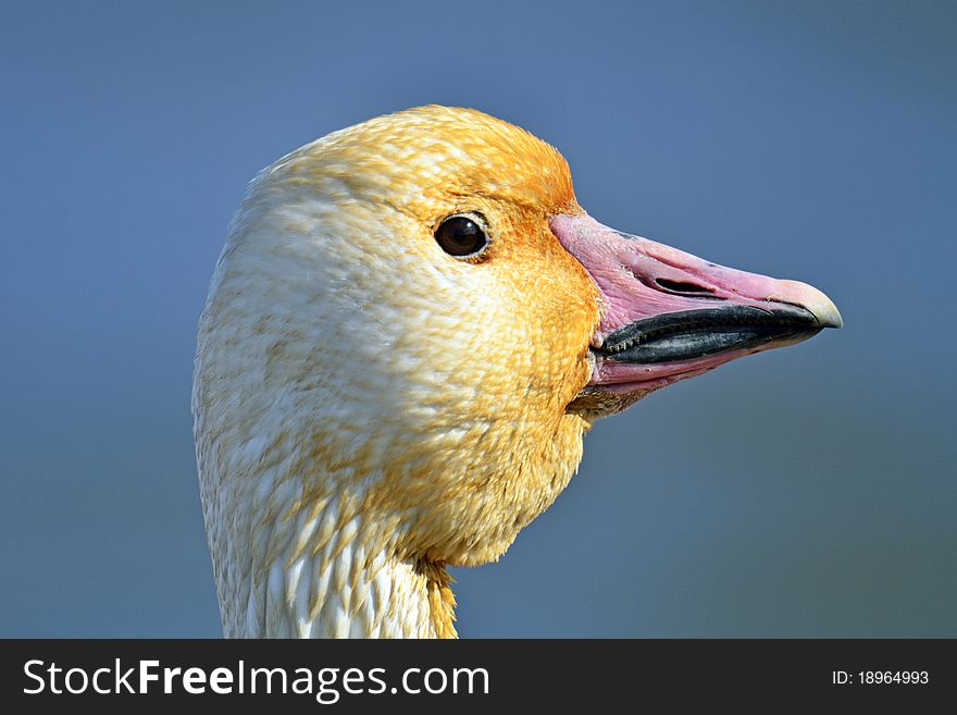 Snow Goose