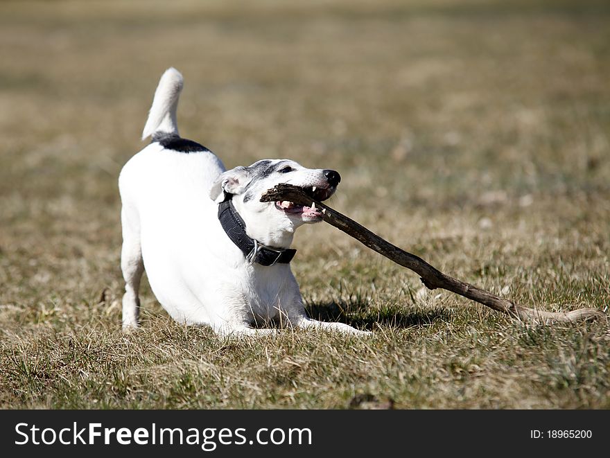 Cute white doggy playing with a stick - outdoor picture