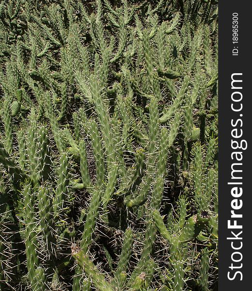 Closeup of cactus wanton overgrov whit blooming thistles. Closeup of cactus wanton overgrov whit blooming thistles