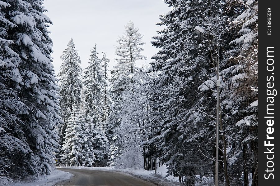 Road in snow covered winter forest. Road in snow covered winter forest