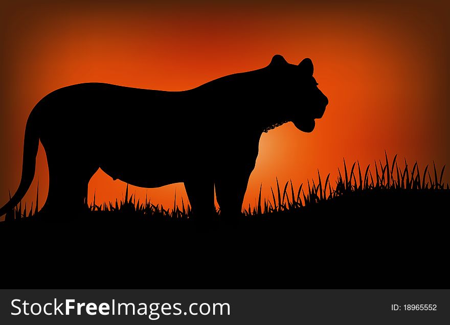 Silhouette of a leopard looking for something against sunset