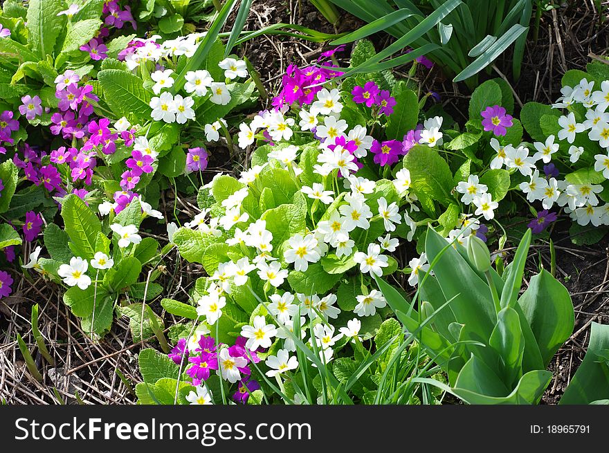 Panne spring. Primrose bloom. Close-up.