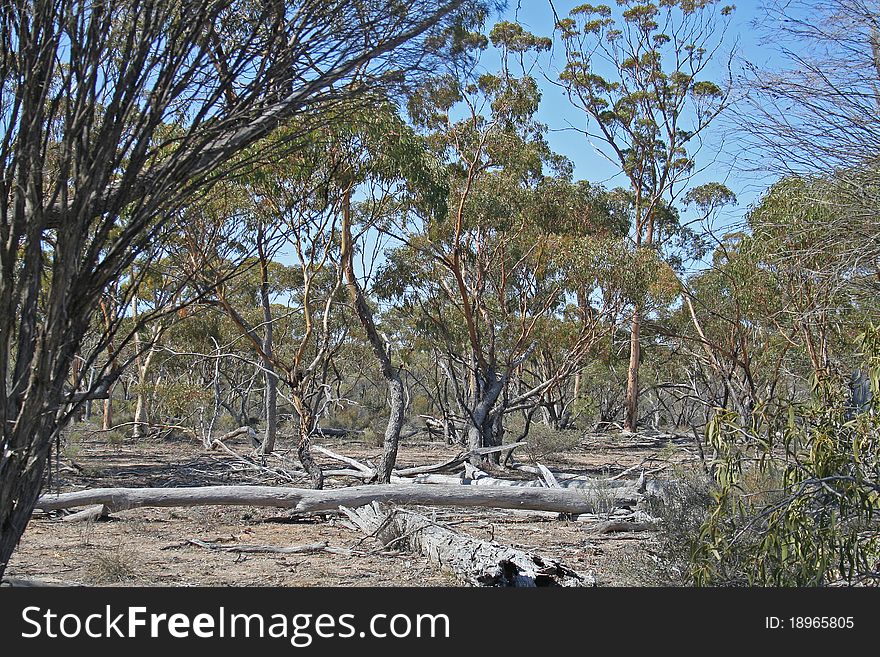 Forest Near Hyden Rock - Australia