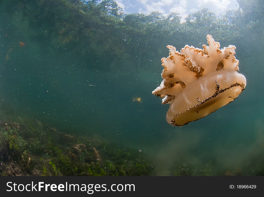 Part of a dead jellyfish, Raja Ampat, Indonesia. Part of a dead jellyfish, Raja Ampat, Indonesia