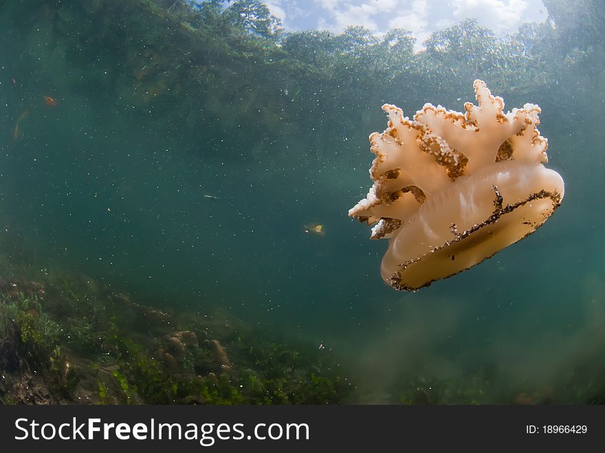 Floating Jellyfish