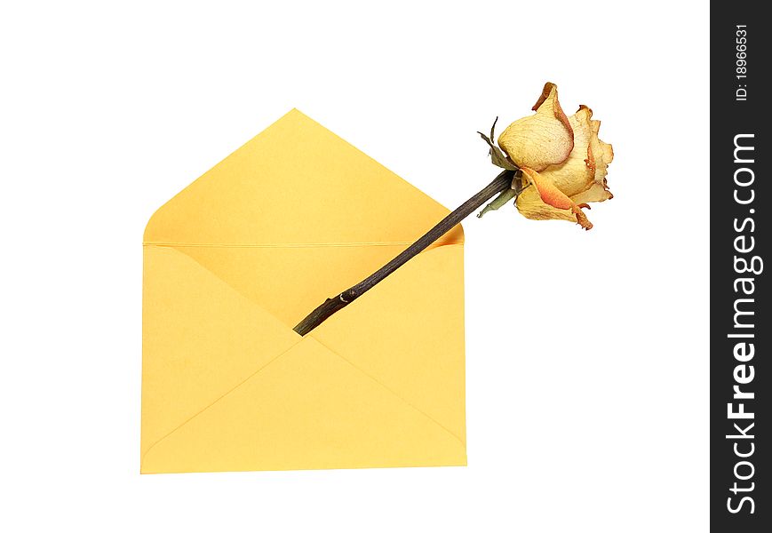 Rose inside open yellow envelope. Isolated on white with clipping path. Rose inside open yellow envelope. Isolated on white with clipping path