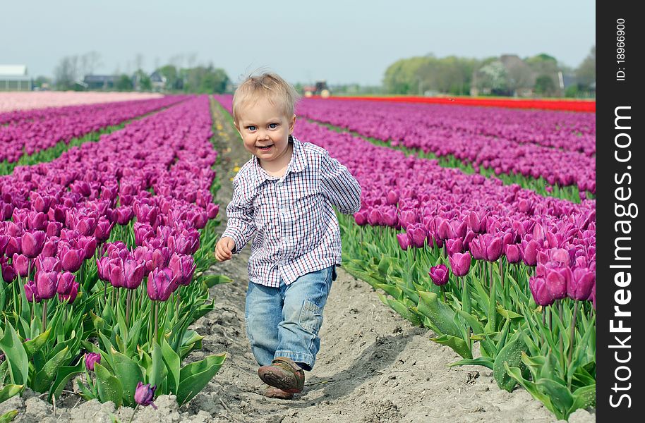Boy runs betweenof the purple tulips field. Boy runs betweenof the purple tulips field