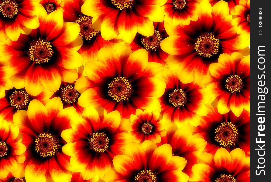 A lot of red and yellow flowers