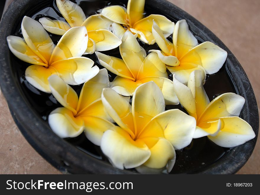 Spa Aromatherapy : Flower on water in bowl. Spa Aromatherapy : Flower on water in bowl