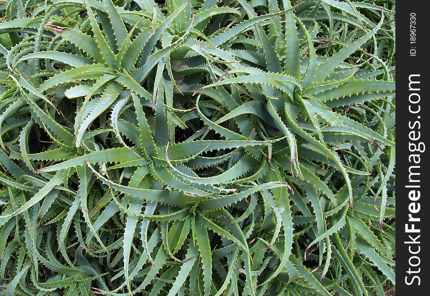 Background star texture whit aloe vera plants