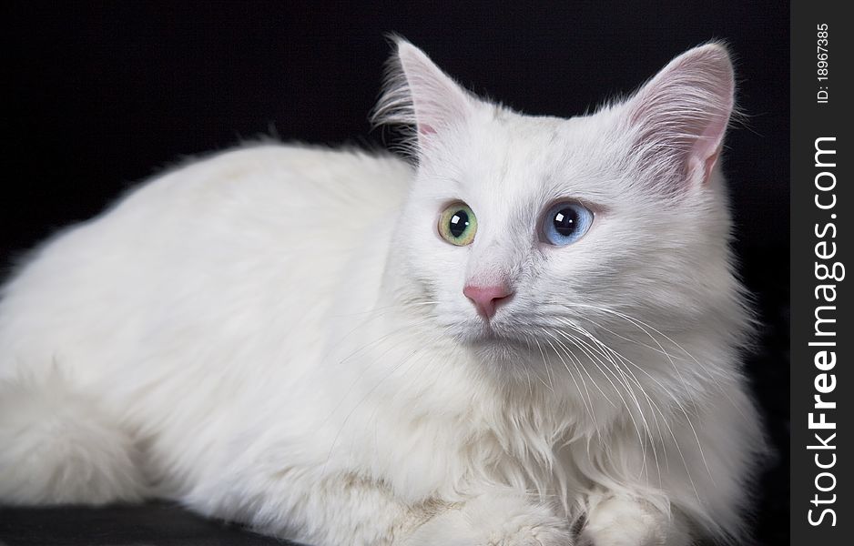 Beautiful white cat separately on a black background