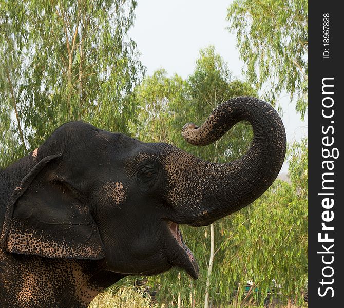 Thai Elephant gesture raised turkey