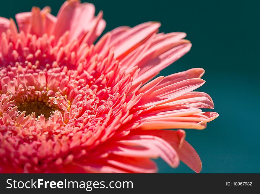 Close Up of Pink Gerber Daisy