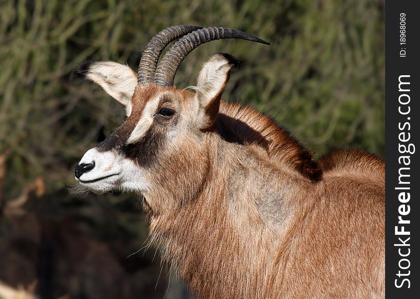 Portrait of a Roan Antelope (Hippotragus equinus)