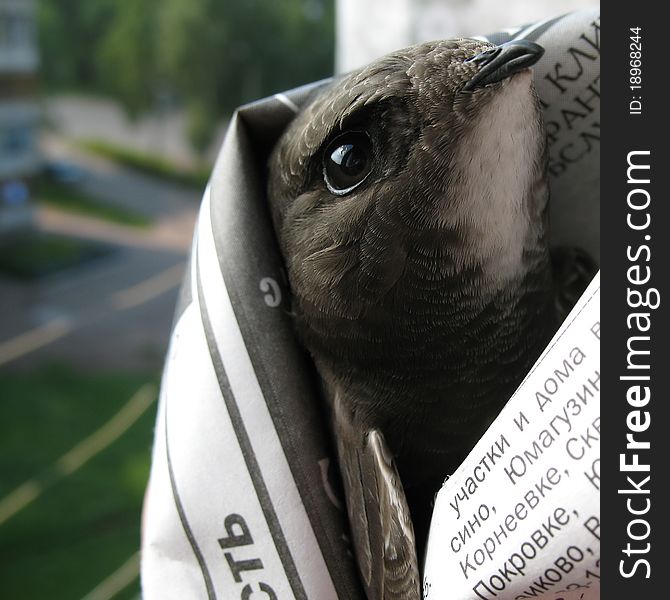 Swift bird in newspaper. High resolution photo.