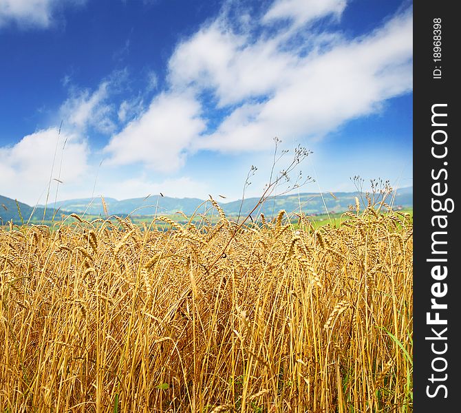 Golden wheat field and blue sky