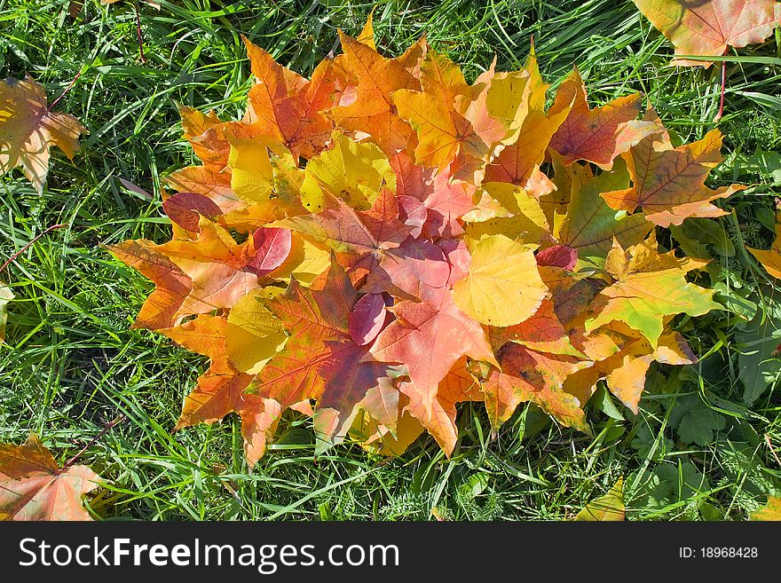 Background from multi-colored autumn leaves