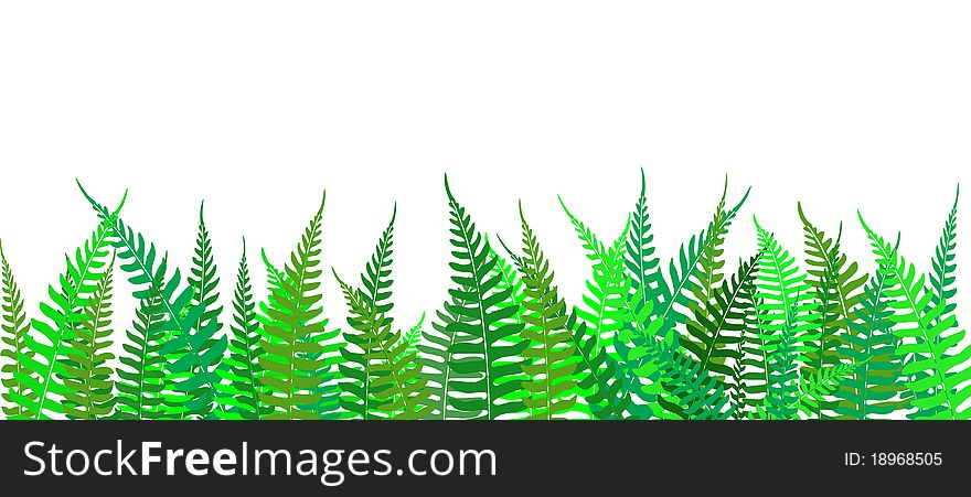 Color Fern Background