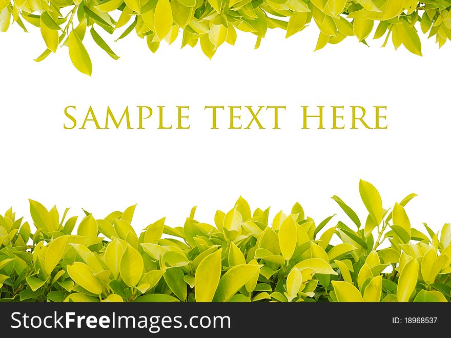 Yellow Leaves isolated for background