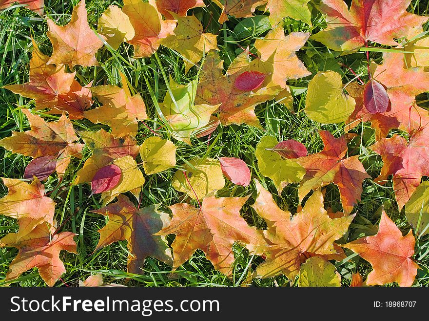 Background from multi-colored autumn leaves