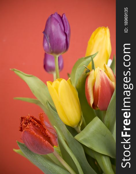 Bouquet Easter tulips on red background.